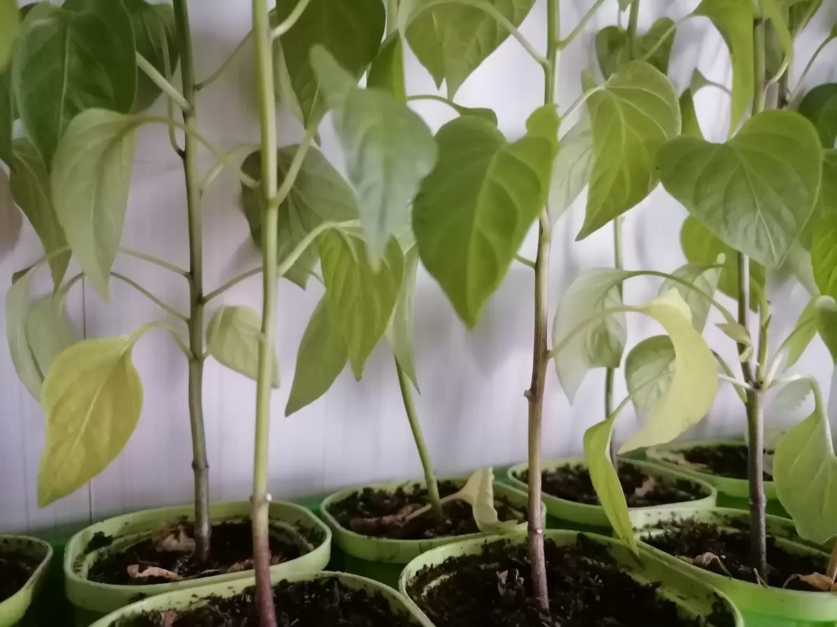 Почему желтеют и опадают листья у рассады