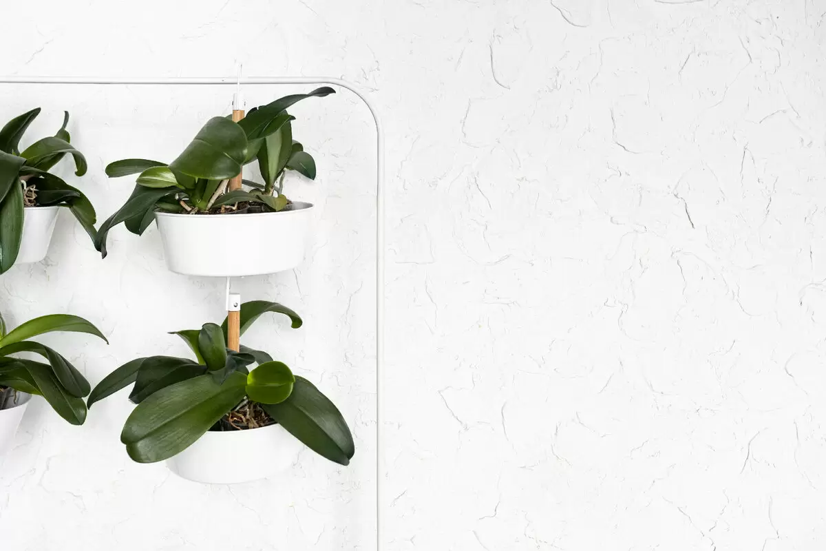 5 удивительных растений для ванной: добавьте зелёные акценты в ваш дом