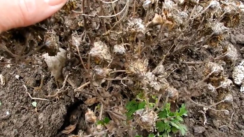 ��� �������� ������ ��� ������� ���������: ������ ��������