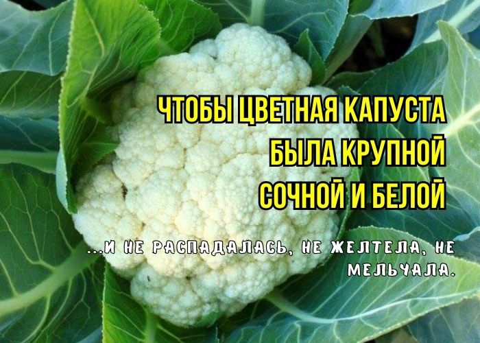 ������ ������� ������� �� ������ �������: ��� ������� ������� � ������� �� ���������