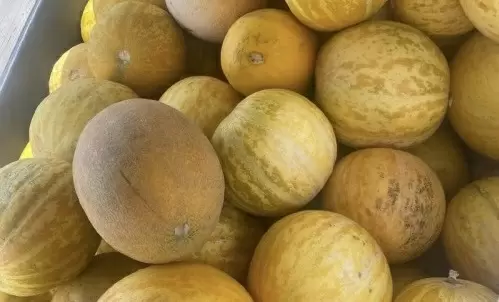 Искусство выбора: как выбрать спелую и сочную дыни