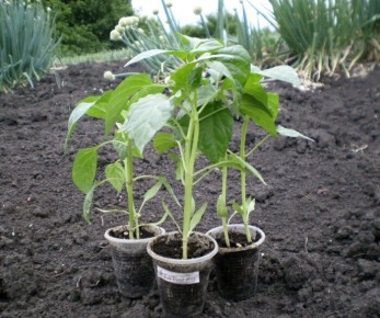 Как ускорить всходы перца: три ключевые причины медленного роста