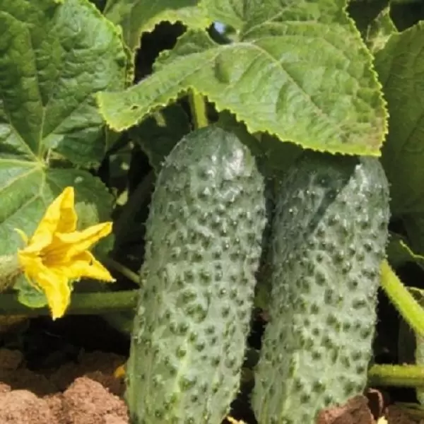 Огурец Бенефик: уникальный ранний гибрид для вашего огорода