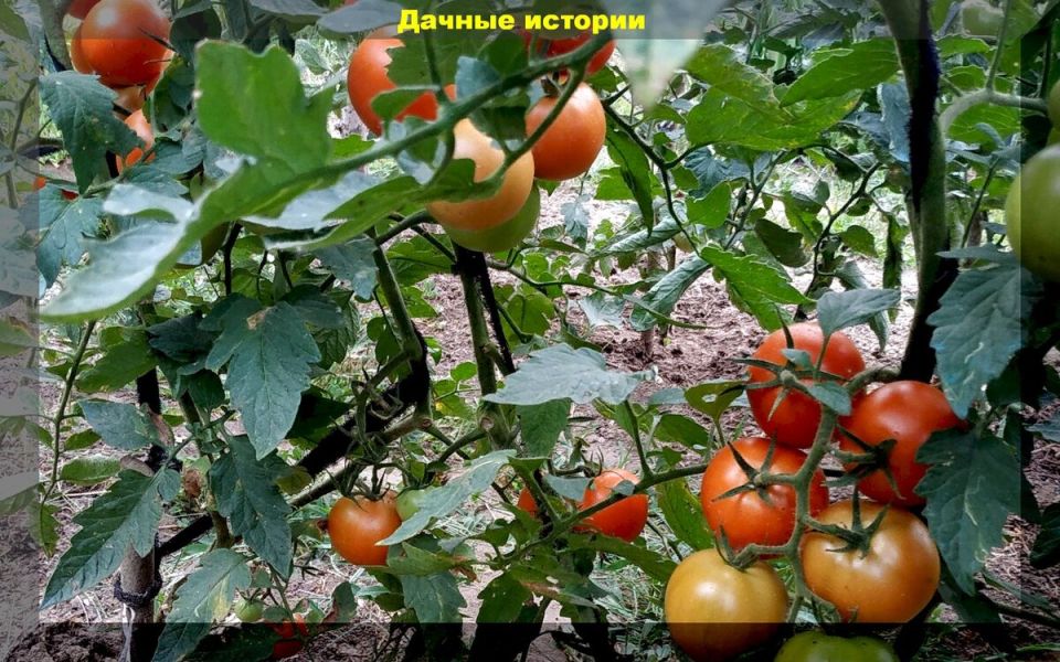 ����� ��� �������: ��� ���������� ������������ ��������� �������� ������