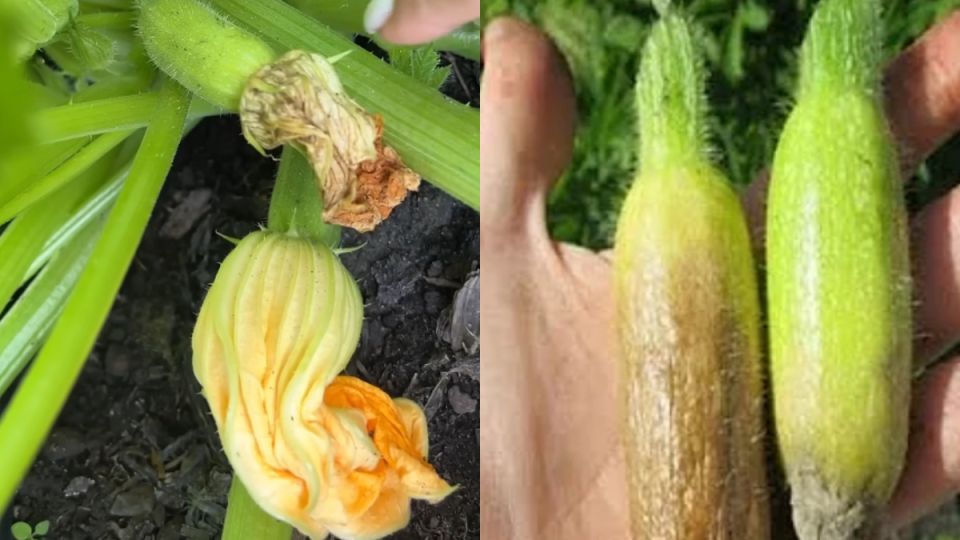 ��� ������� �������� ������� ����� ����������� �������� ������ ����� ��������