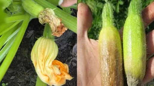 Как простое удаление цветков может значительно повысить урожай ваших кабачков