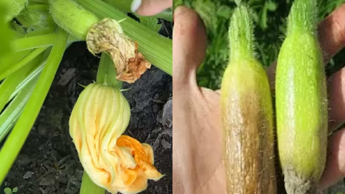 Как простое удаление цветков может значительно повысить урожай ваших кабачков