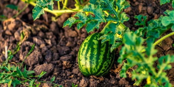Как вырастить арбузы и дыни в средней полосе: секреты от опытных садоводов