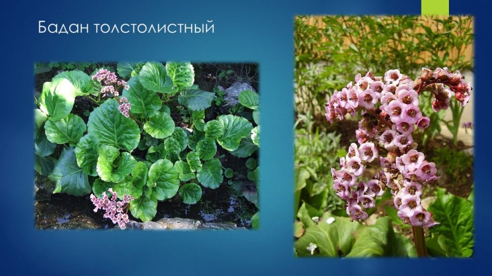 ������ ���������� ���: �������� � ����� ������