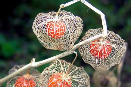 ��������� �������: ������������ ����������, ������� ���� � ����� ������