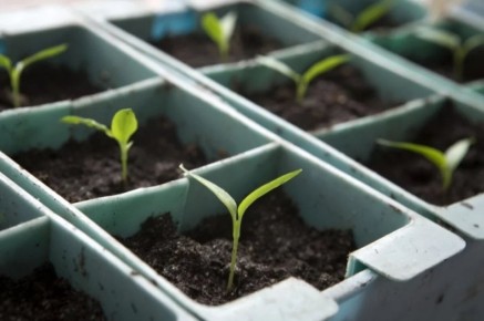 ��� ��������� ������ � �������� ��������: ������ ��������