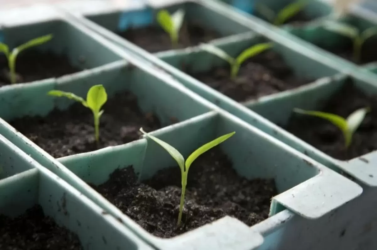 Как вырастить шпинат в домашних условиях: советы агронома