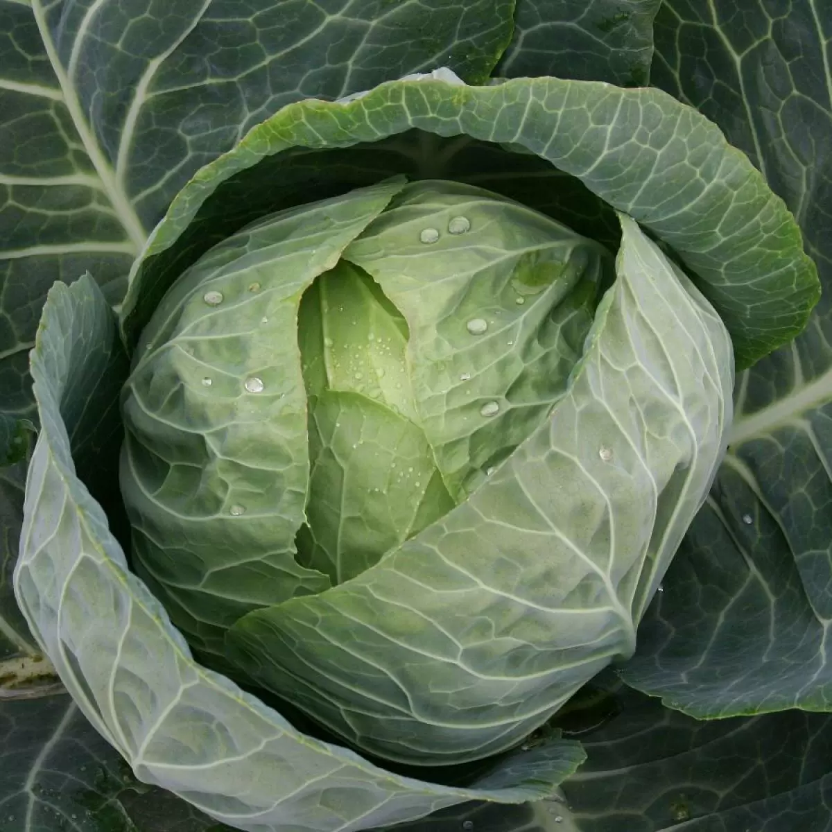 Необычные сорта капусты, которые стоит попробовать в 2025 году