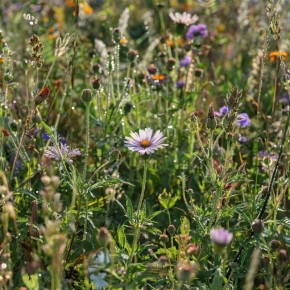 Как использовать сорняки в качестве бесплатных удобрений на даче