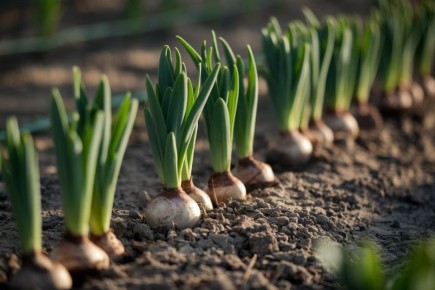 ������: ����� ��� ����� ������������ �� ����� �������