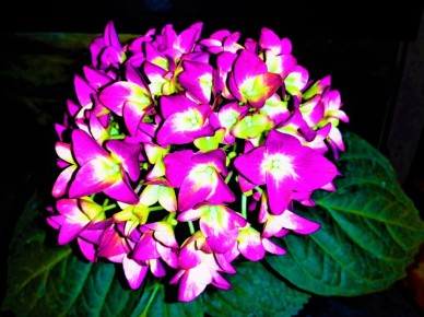 Ошибки при выращивании гортензий, которые ставят под угрозу цветение