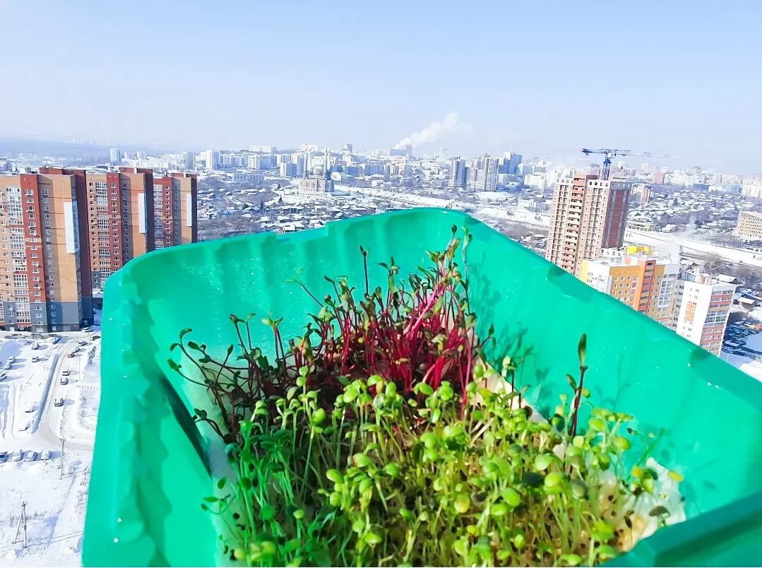 Как вырастить микрозелень: мой опыт и полезные советы