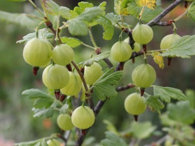 ��������� ��� �����: ��������� ����� ��� ������� ���� ��� �����