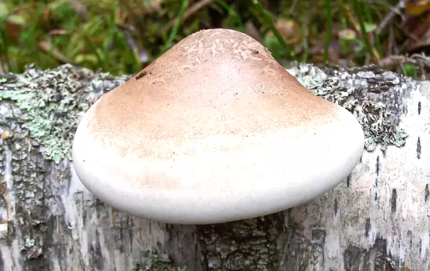 Березовая губка: лесной целитель с многовековой историей