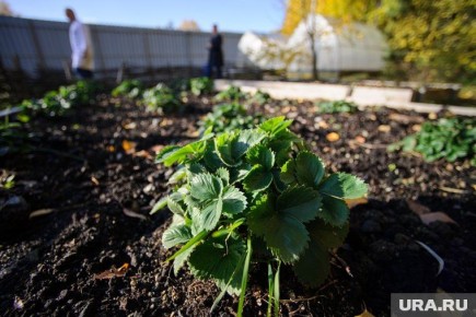 ������� �������� ����� �� ���������: ��� ����������� �������� ��� �������� ������