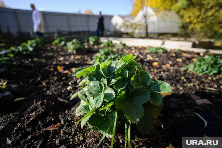Секреты осеннего ухода за клубникой: как подготовить растения для богатого урожая