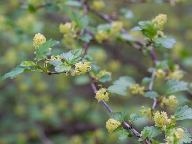 Как выбрать идеальный сорт смородины и добиться изобилия урожая весной