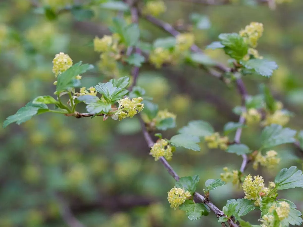 Как выбрать идеальный сорт смородины и добиться изобилия урожая весной