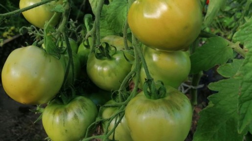 ��� ������� ����� ����� ��������� ������ �������: �������� ������ ��� �����������