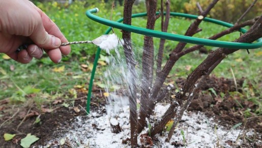 Как правильно подкармливать ягодные кустарники: полезные советы на лето