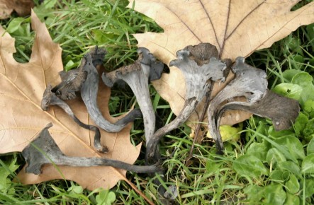 ��� ������ ������� ���������� ��������� ��������� � ��������������