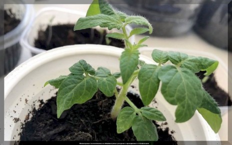 Как избежать вытягивания рассады и вырастить здоровые растения