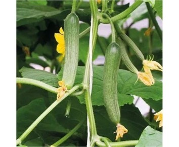 ������ �����: ��������� ����� ��� ������� ������ � �������