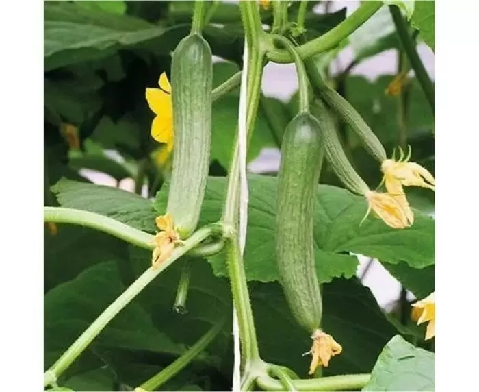 Огурец Азади: идеальный выбор для раннего урожая в теплице