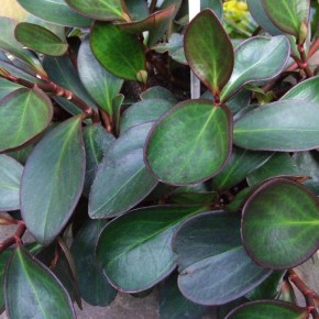 8 уникальных комнатных растений, которые впечатляют и вдохновляют