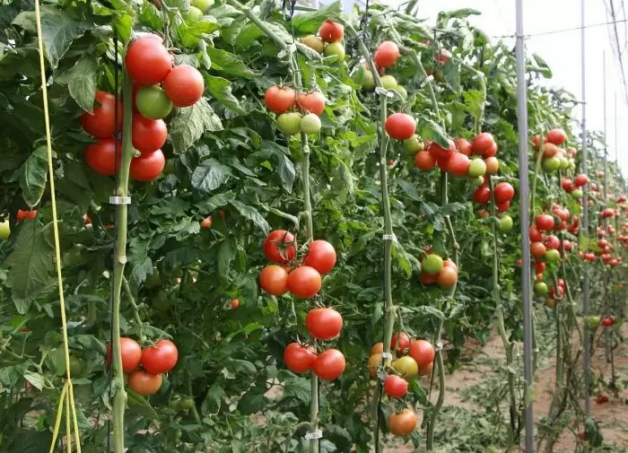 Август: Зачем стоит вносить золу под томаты для урожайного сезона?