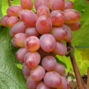 ������ �������� ����������� �����������: �������� ������ � �������� �������