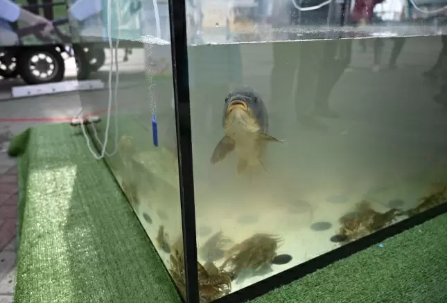 Челябинская область закрыла двери для морского черта: что произошло?