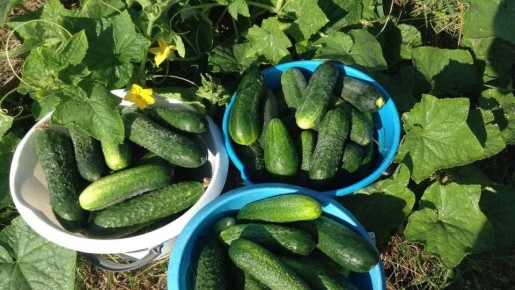 Как добиться шикарного урожая огурцов: секреты опытных огородников