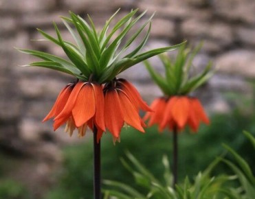 Идеальный рябчик: секреты выращивания роскошного цветка в вашем саду