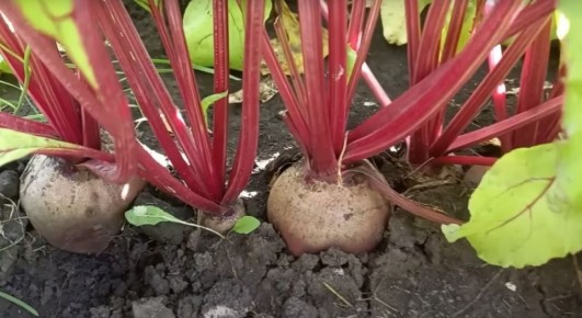 ������� �������� ��������� ������: ��� �������� ����� � ����