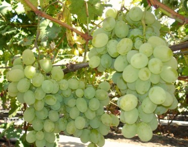 ������� ���������: ��� �������� ������ ��� ����������� �������� ��������� � ������ �������