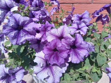 ������� ��������: ����� ������� ������