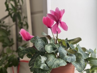 �������� � �������: ������� �������� � ����� �� �������� ����������