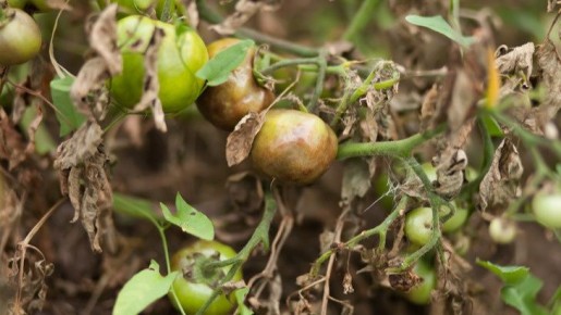 ��� �������� ���������: ������� ����������� ��������� ������ ������