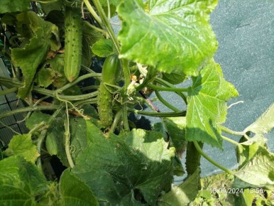 ��� ������ ��������� ���� ��������� ����: ������� ������ � ������������� � ���� ������