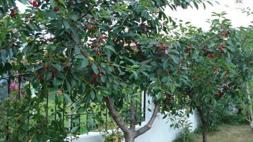 �������� �������: ������� ��������� ���������