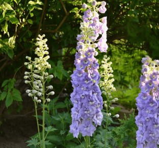 ������ ������ �������� �������� ������������: ����������� ���������