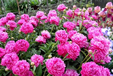 ������� ������������� �������� ������