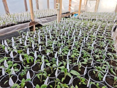 ����� �������: ��� ������������ ������� �������� ���� � ��������� �������� ������