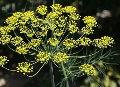 ��� ����� ����� ��������� ���������: ����� �������� ������ ������ �����